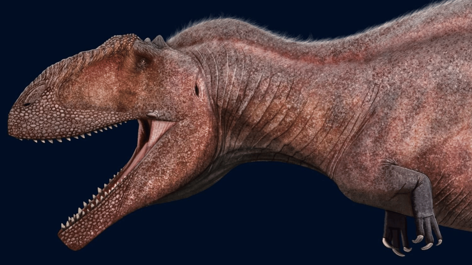 Reconstruction of Taurovenator